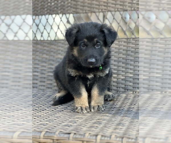 Medium Photo #5 German Shepherd Dog Puppy For Sale in RIVERDALE, MD, USA