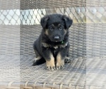 Small Photo #5 German Shepherd Dog Puppy For Sale in RIVERDALE, MD, USA