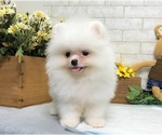 Small Photo #7 Pomeranian Puppy For Sale in SEATTLE, WA, USA