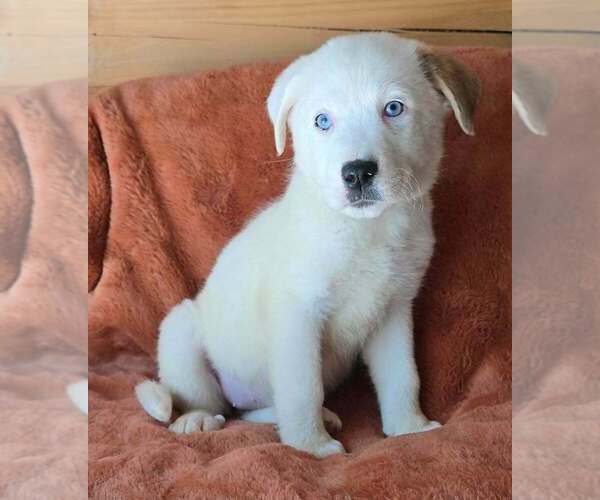 Medium Photo #3 Great Pyrenees-Unknown Mix Puppy For Sale in Brewster, NY, USA
