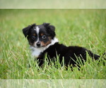 Small #2 Miniature Australian Shepherd