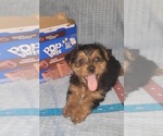 Puppy Topaz Yorkshire Terrier
