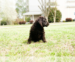 Small Photo #4 Boykin Spaniel Puppy For Sale in FITZGERALD, GA, USA