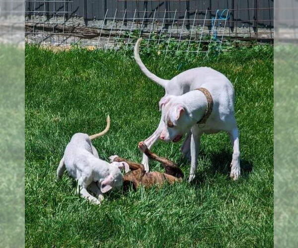 Medium Photo #24 Boxer-Unknown Mix Puppy For Sale in Germantown, OH, USA