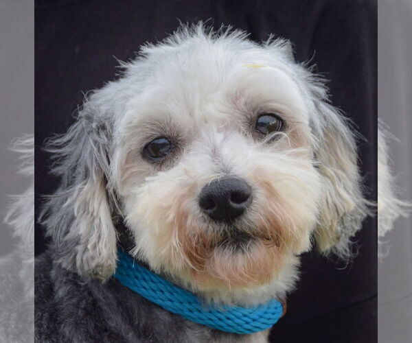 Medium Photo #4 Mutt Puppy For Sale in Huntley, IL, USA