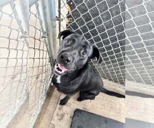 Labrador Retriever-Unknown Mix Dogs for adoption in Rowlett, TX, USA