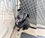 Cinder - Male Labrador Retriever-Unknown Mix Dog for Adoption - Small photo