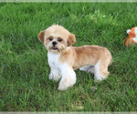 Small #3 Shih Tzu