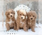 Small #1 Poodle (Miniature)