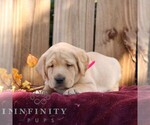 Rosy - Female Labrador Retriever Puppy for Sale - Photo #6