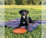 Small #1 Labrador Retriever Mix