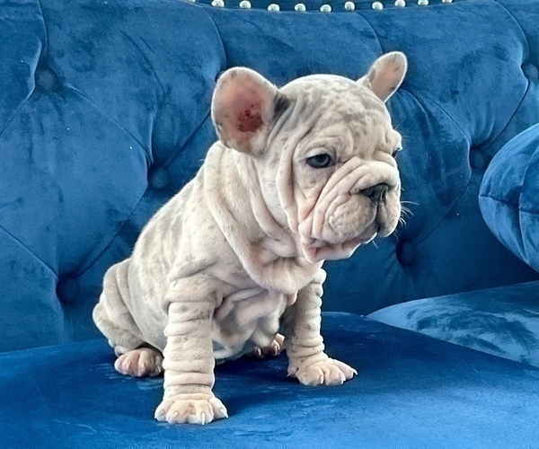 Medium Photo #5 French Bulldog Puppy For Sale in WINTER PARK, FL, USA