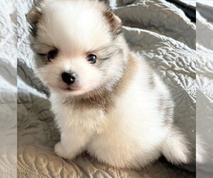 Pomeranian Puppy for sale in LISLE, IL, USA