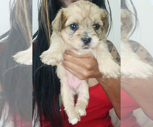 Yorkshire Terrier Puppy for sale in MEM, TN, USA