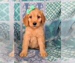 Small Photo #2 Goldendoodle Puppy For Sale in KIRKWOOD, PA, USA