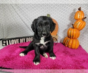 Golden Mountain Dog Puppy for Sale in BLACK FOREST, Colorado USA