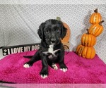 Image preview for Ad Listing. Nickname: Litter of 9