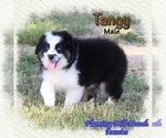 Small Photo #1 Miniature Australian Shepherd Puppy For Sale in FORESTBURG, TX, USA