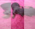 Small Photo #127 Yorkshire Terrier Puppy For Sale in AKRON, OH, USA