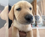 Small #1 Labrador Retriever