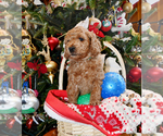 Small Photo #27 Goldendoodle Puppy For Sale in SAINT CLAIR SHORES, MI, USA