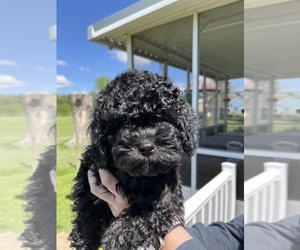 Lhasa-Poo Puppy for sale in SPRING GROVE, IL, USA