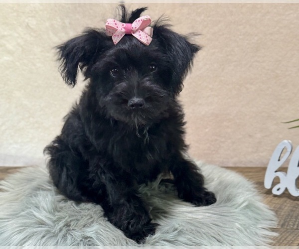 Medium Photo #4 YorkiePoo Puppy For Sale in NAPPANEE, IN, USA