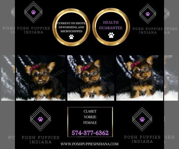 Medium Photo #50 Yorkshire Terrier Puppy For Sale in WARSAW, IN, USA