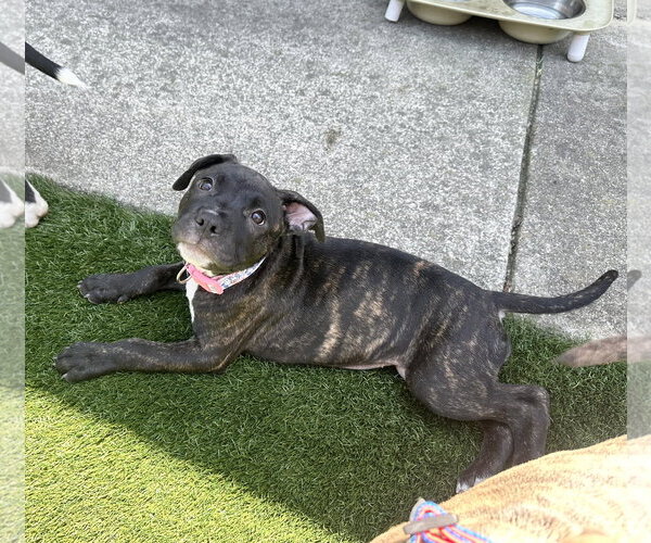 Medium Photo #6 American Pit Bull Terrier Puppy For Sale in Berkeley, CA, USA