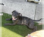 Small #5 American Pit Bull Terrier