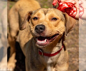 Carolina - Female Mutt Dog for Adoption - Photo #12