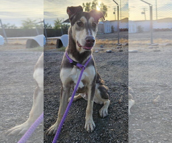 Medium Photo #4 Doberman Pinscher-Siberian Husky Mix Puppy For Sale in El Centro, CA, USA