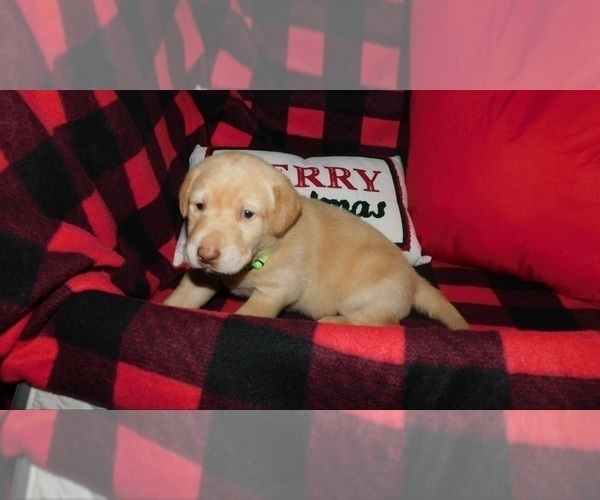 Medium Photo #7 Labrador Retriever Puppy For Sale in NEENAH, WI, USA
