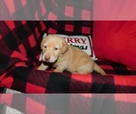 Small Photo #7 Labrador Retriever Puppy For Sale in NEENAH, WI, USA