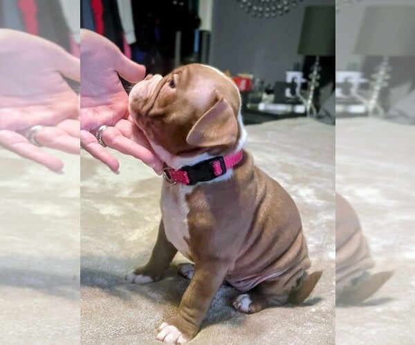Medium Photo #2 American Bully Puppy For Sale in SACRAMENTO, CA, USA
