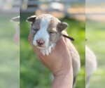 Small #1 Border Collie