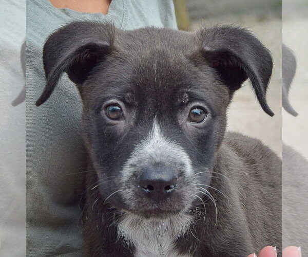 Medium Photo #7 Labsky Puppy For Sale in Huntley, IL, USA