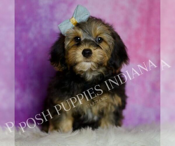 Medium Photo #43 Yorkipoo Puppy For Sale in WARSAW, IN, USA