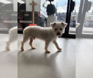 Benson #2578 - Male Poodle (Miniature) Dog for Adoption - Photo #3