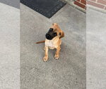 Small #5 American Pit Bull Terrier Mix