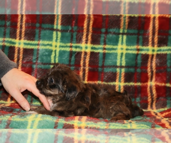 Medium Photo #12 Yorkiepoo mix (+ Poodle Toy) Puppy For Sale in DYERSBURG, TN, USA