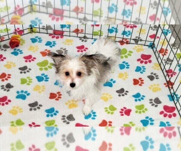 Medium Photo #3 Papitese Puppy For Sale in ORO VALLEY, AZ, USA