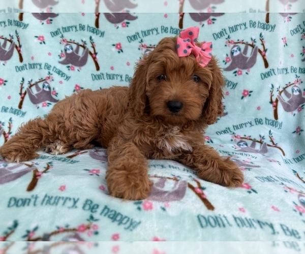 Medium Photo #3 Cavapoo (Miniature) Puppy For Sale in LAKELAND, FL, USA