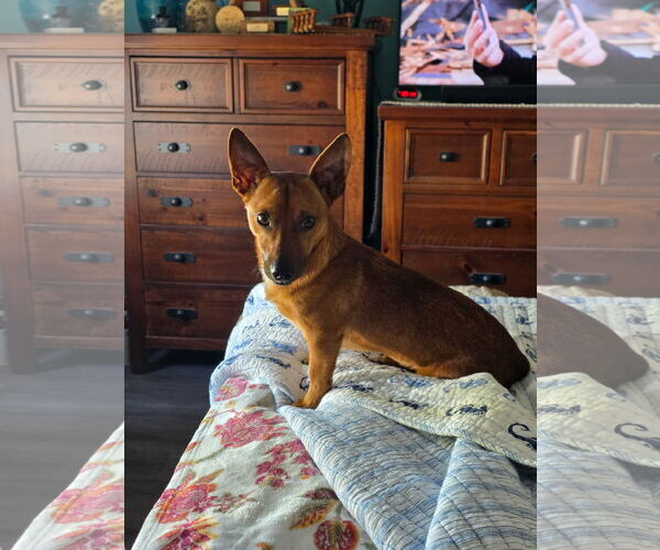 Medium Photo #3 Chiweenie Puppy For Sale in Rural Hall, NC, USA