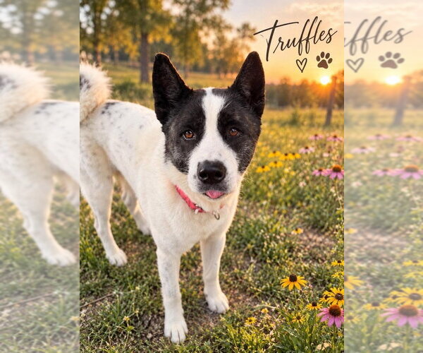 Medium Photo #2 Akita-Unknown Mix Puppy For Sale in Foristell, MO, USA