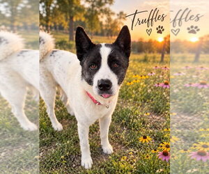 Truffles - Female Akita-Unknown Mix Dog for Adoption - Photo #2