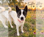 Small Photo #2 Akita-Unknown Mix Puppy For Sale in Foristell, MO, USA