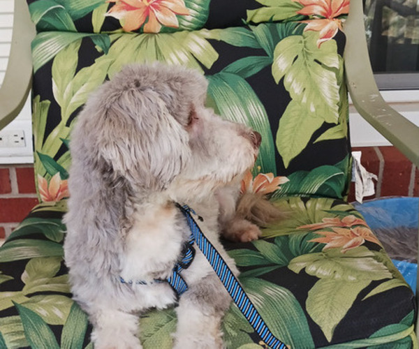 Medium Photo #1 Havanese Puppy For Sale in WINSTON SALEM, NC, USA