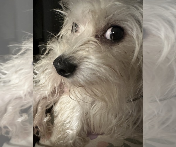 Medium Photo #1 Yorkshire Terrier Puppy For Sale in GREENVILLE, PA, USA