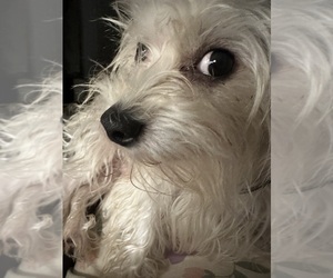 Father of the Yorkshire Terrier puppies born on 09/28/2025